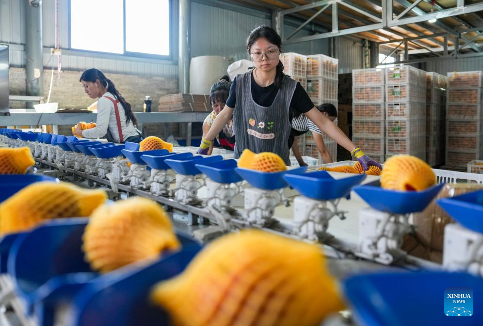 Early-season apples hit market in Zhaotong, China's Yunnan