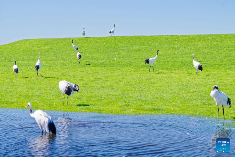 In pics: red-crowned cranes at Zhalong National Nature Reserve in NE China