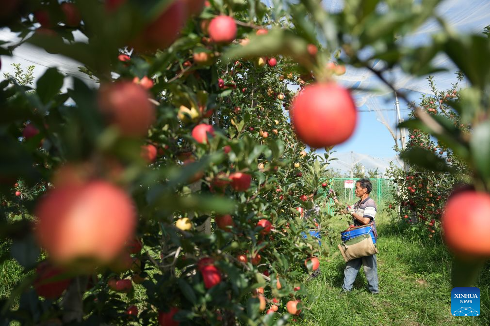 Early-season apples hit market in Zhaotong, China's Yunnan