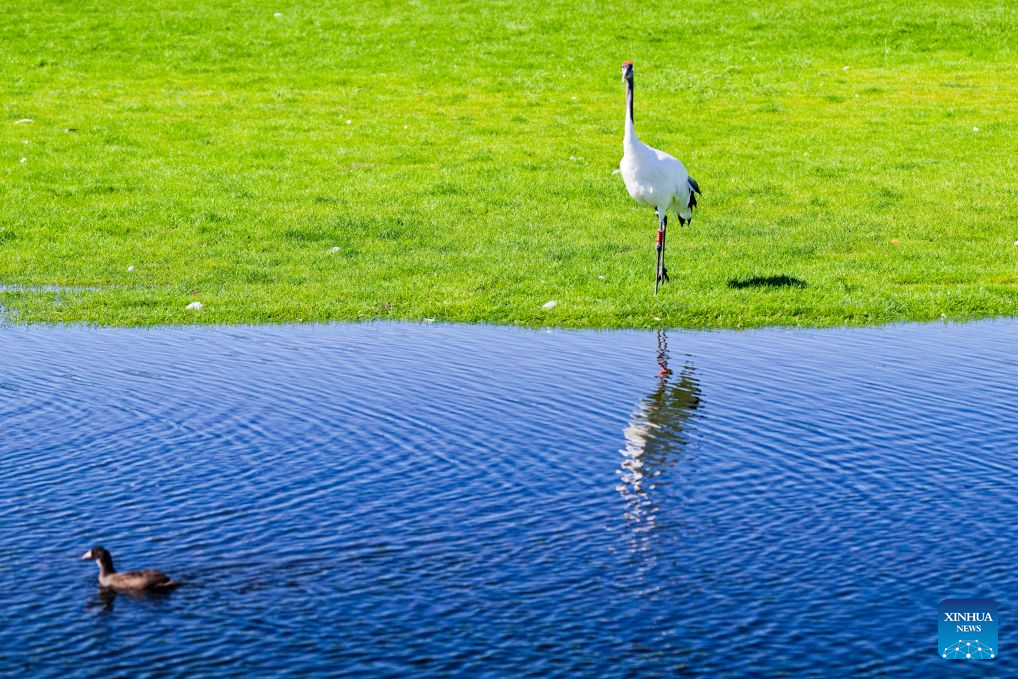 In pics: red-crowned cranes at Zhalong National Nature Reserve in NE China