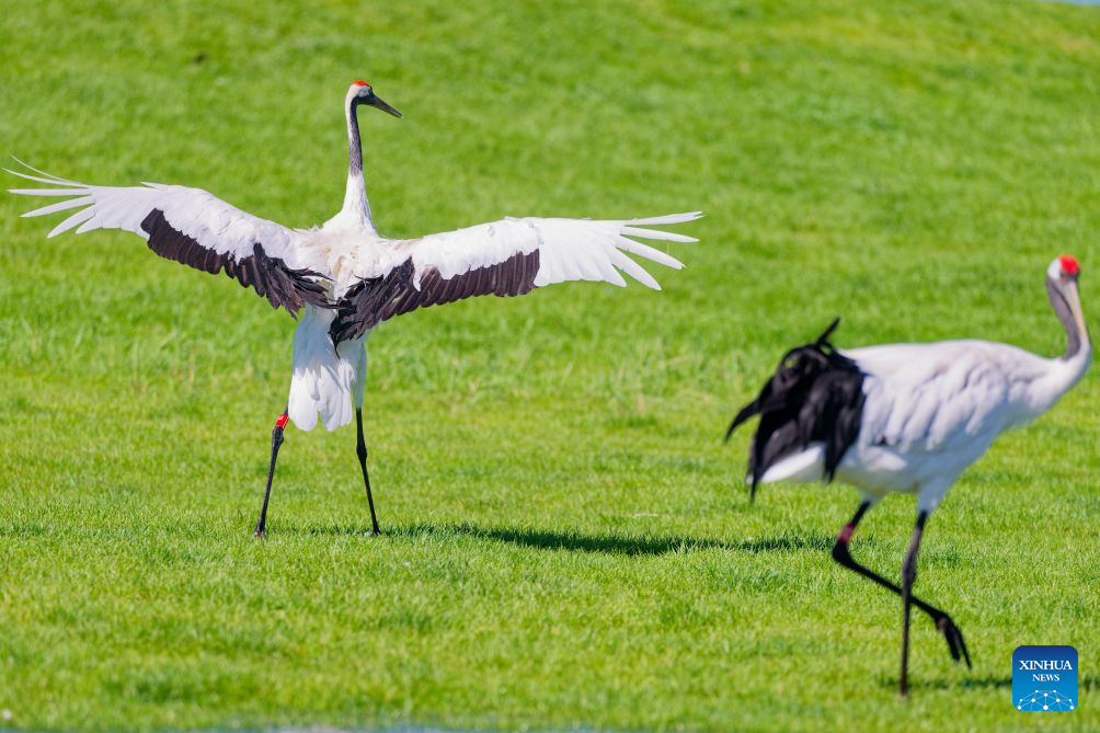 In pics: red-crowned cranes at Zhalong National Nature Reserve in NE China