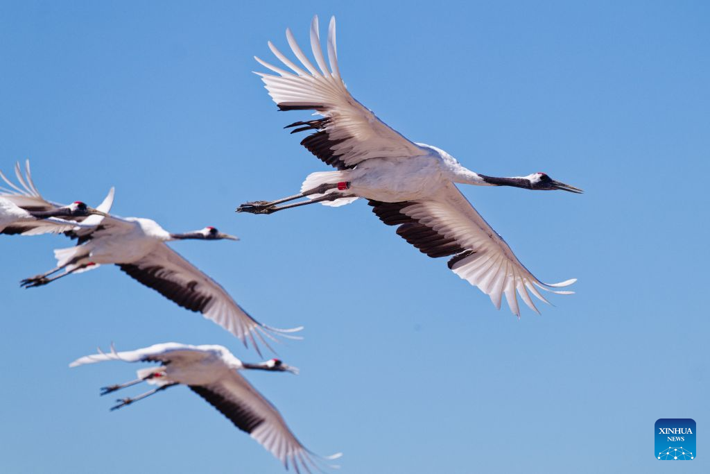 In pics: red-crowned cranes at Zhalong National Nature Reserve in NE China