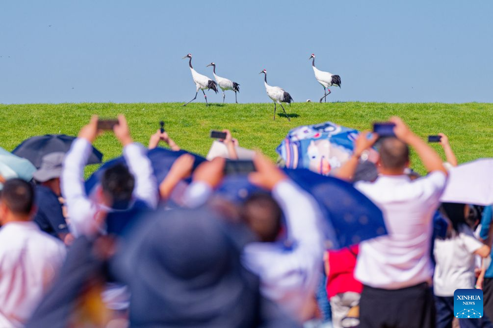 In pics: red-crowned cranes at Zhalong National Nature Reserve in NE China