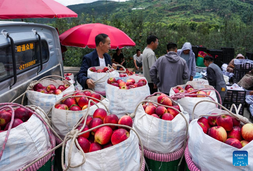 Early-season apples hit market in Zhaotong, China's Yunnan