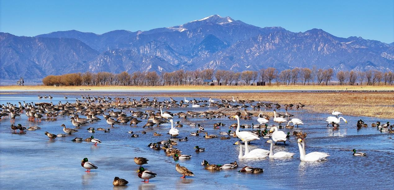 Life ar the Great Wall: Plan your trip to Wild Duck Lake Wetland