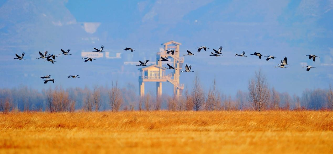 Life ar the Great Wall: Plan your trip to Wild Duck Lake Wetland