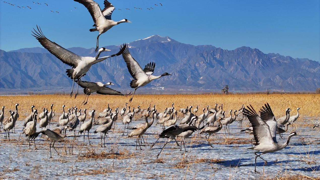 Life ar the Great Wall: Plan your trip to Wild Duck Lake Wetland