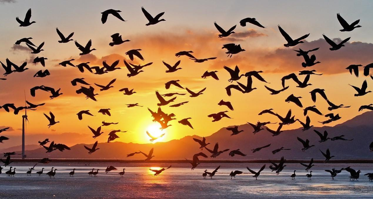 Life ar the Great Wall: Plan your trip to Wild Duck Lake Wetland