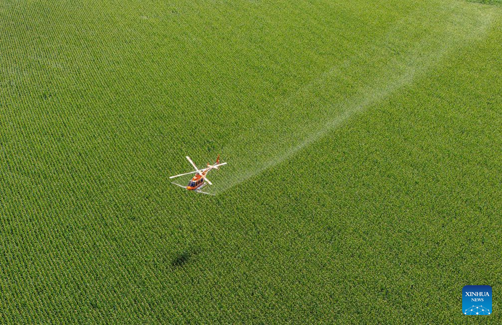 Aircraft, drones help ensure autumn grain harvest in China's Heilongjiang