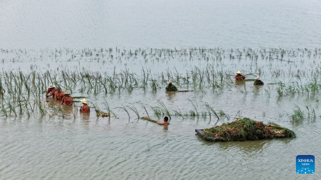 Hongze Lake Wetland in E China's Jiangsu sees surge in bird species thanks to environmental protection