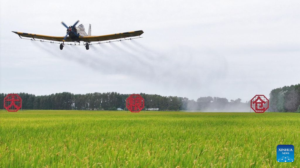 Aircraft, drones help ensure autumn grain harvest in China's Heilongjiang