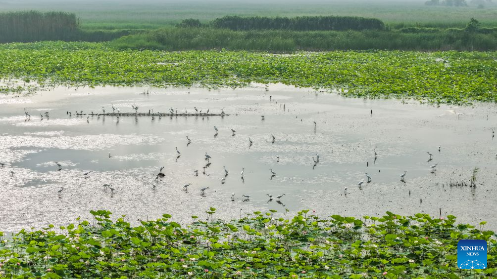 Hongze Lake Wetland in E China's Jiangsu sees surge in bird species thanks to environmental protection