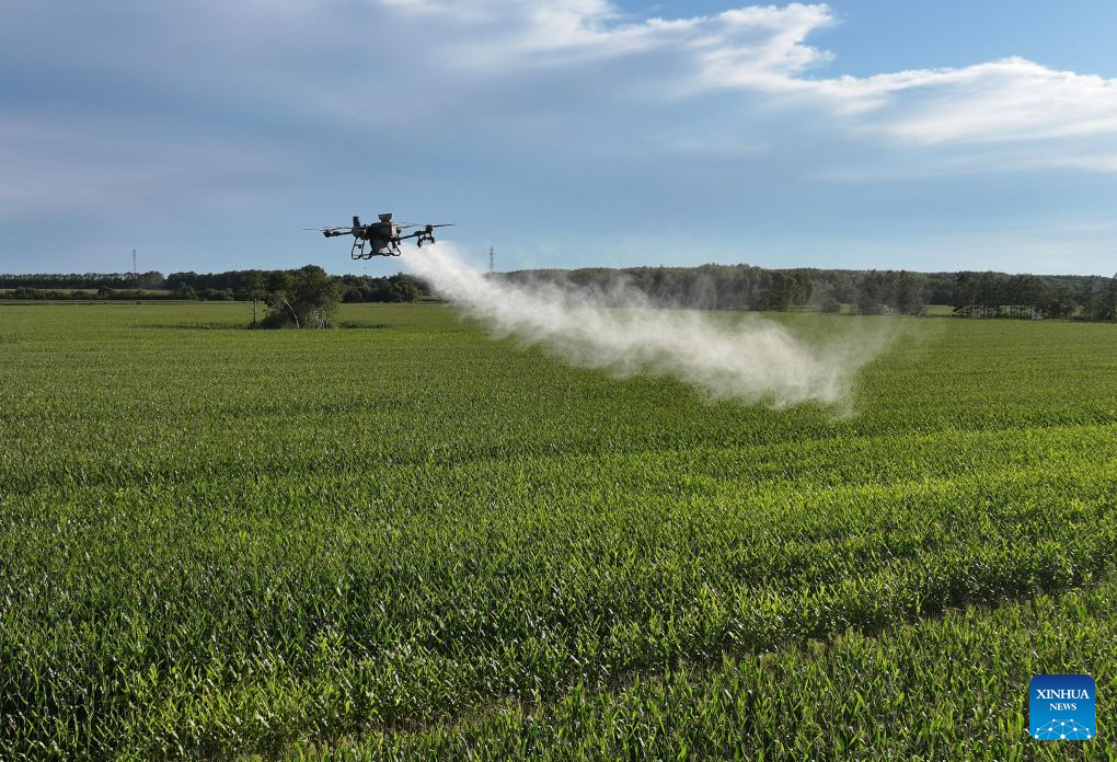 Aircraft, drones help ensure autumn grain harvest in China's Heilongjiang
