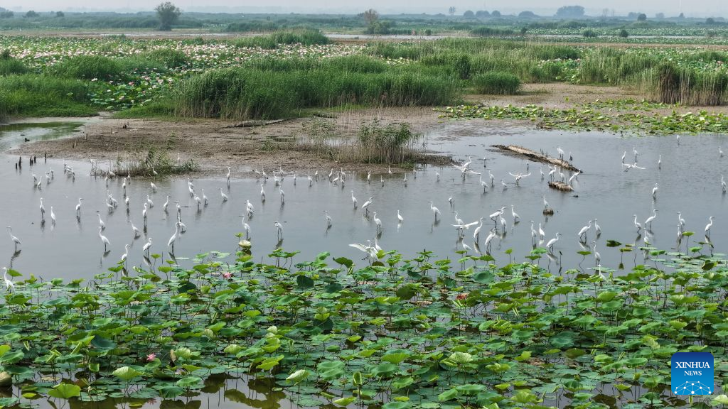 Hongze Lake Wetland in E China's Jiangsu sees surge in bird species thanks to environmental protection