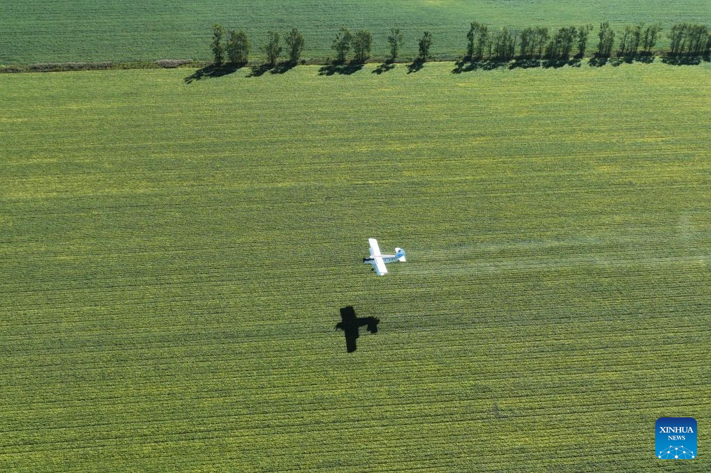Aircraft, drones help ensure autumn grain harvest in China's Heilongjiang