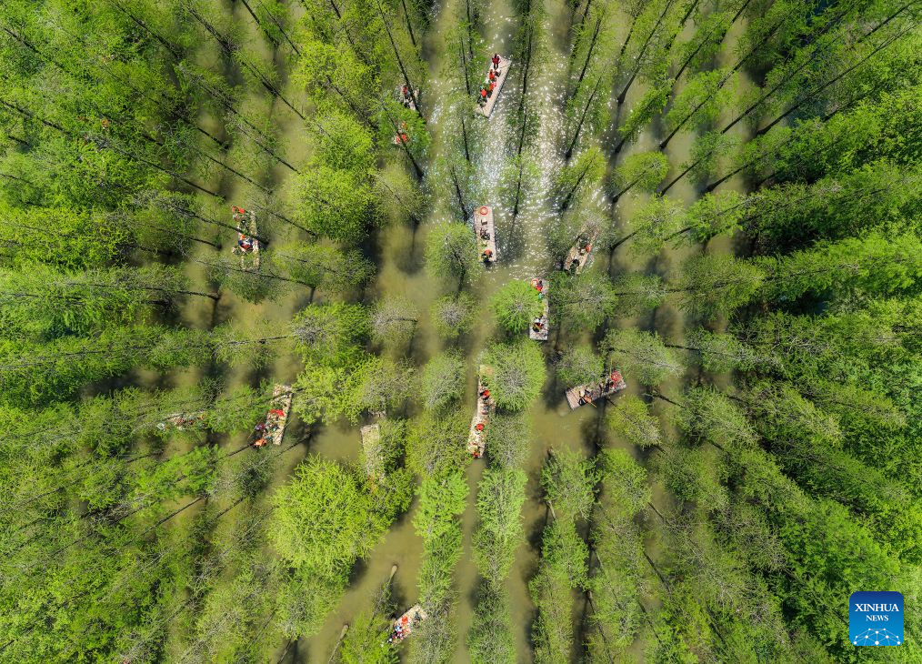 Hongze Lake Wetland in E China's Jiangsu sees surge in bird species thanks to environmental protection