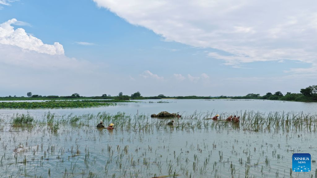 Hongze Lake Wetland in E China's Jiangsu sees surge in bird species thanks to environmental protection