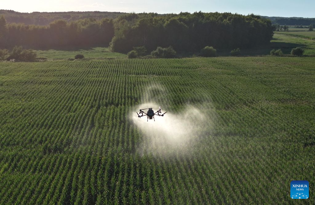 Aircraft, drones help ensure autumn grain harvest in China's Heilongjiang