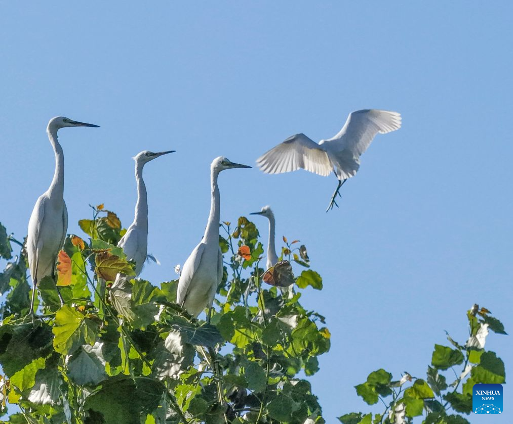Ecological improvement creates favorable environment for migratory waterbirds in N China's Zunhua