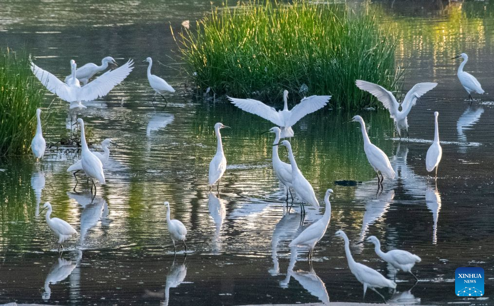 Ecological improvement creates favorable environment for migratory waterbirds in N China's Zunhua