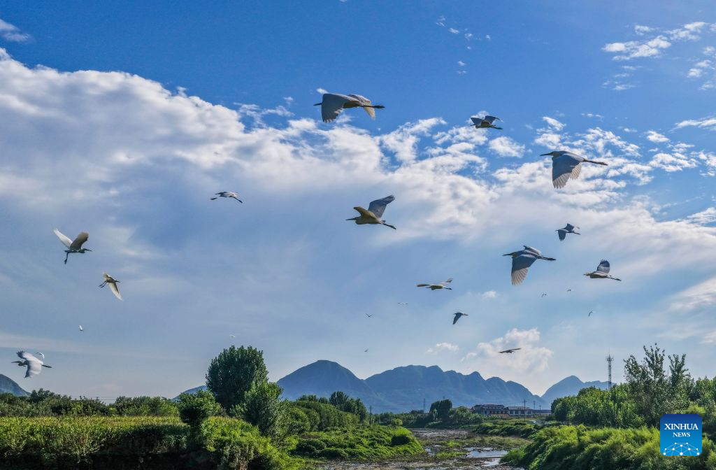 Ecological improvement creates favorable environment for migratory waterbirds in N China's Zunhua