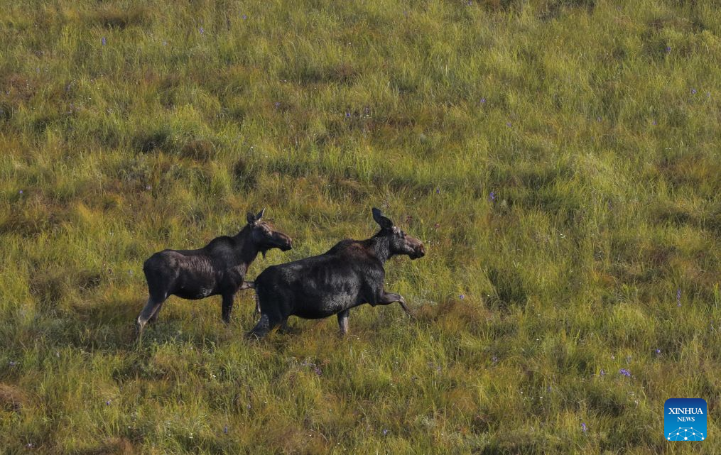 Moose spotted at Nanweng River National Nature Reserve in NE China's Heilongjiang