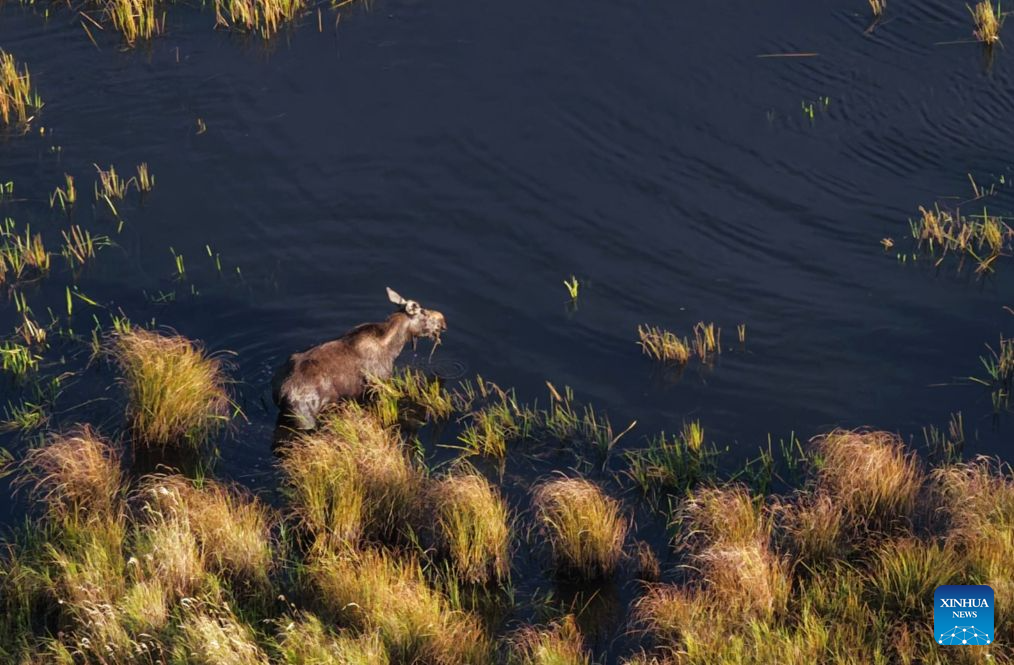 Moose spotted at Nanweng River National Nature Reserve in NE China's Heilongjiang