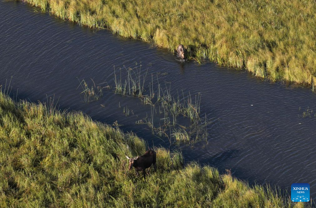 Moose spotted at Nanweng River National Nature Reserve in NE China's Heilongjiang