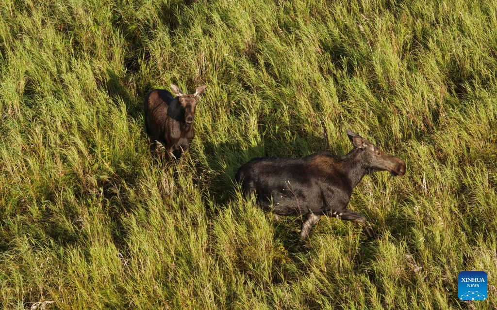 Moose spotted at Nanweng River National Nature Reserve in NE China's Heilongjiang