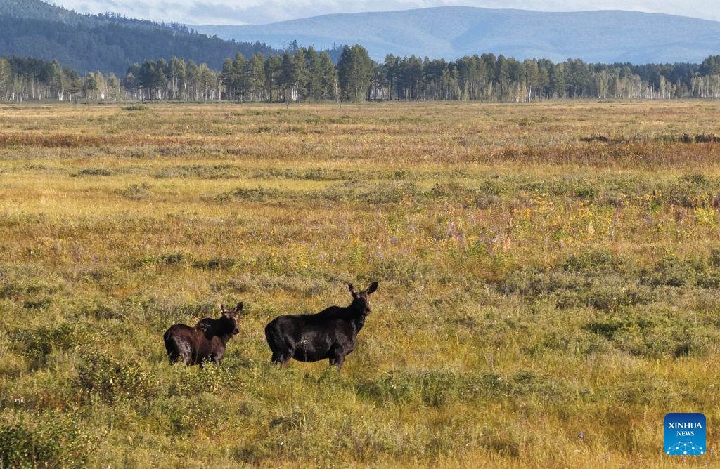 Moose spotted at Nanweng River National Nature Reserve in NE China's Heilongjiang