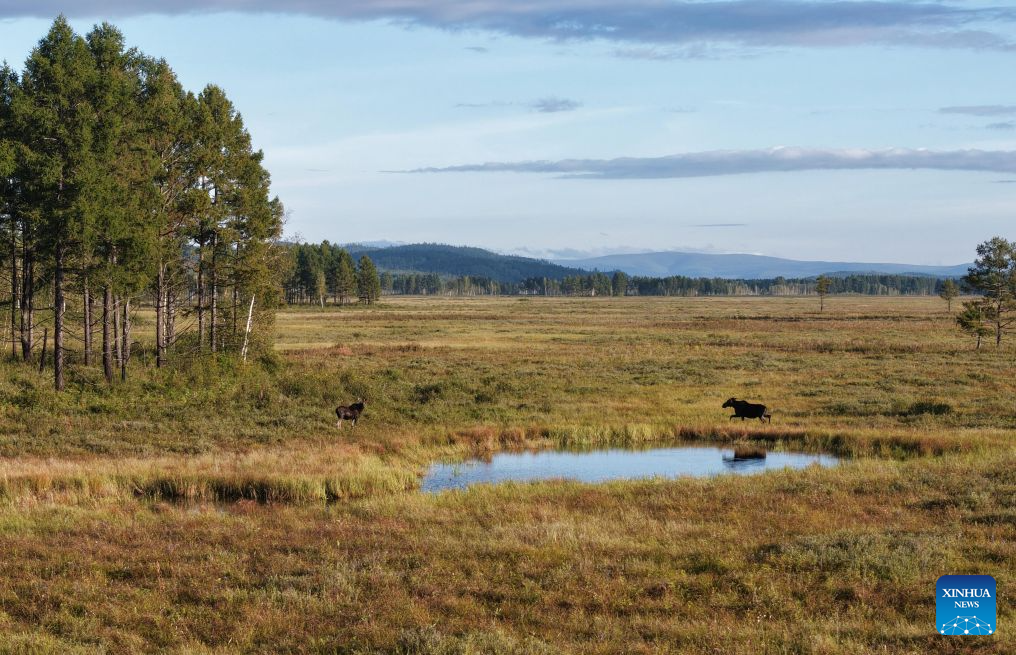 Moose spotted at Nanweng River National Nature Reserve in NE China's Heilongjiang