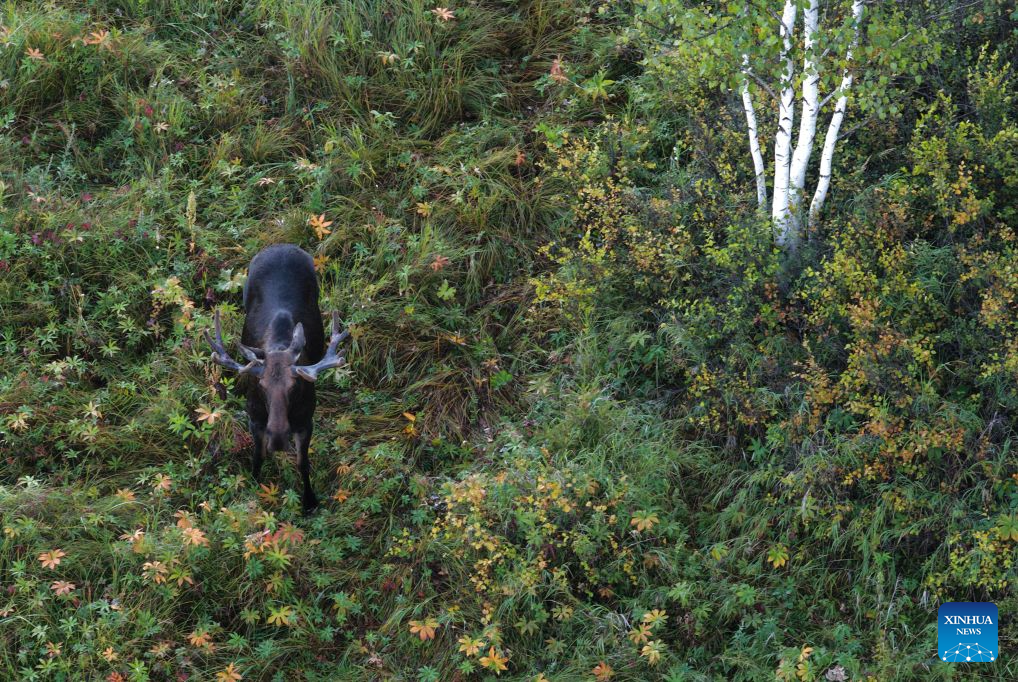 Moose spotted at Nanweng River National Nature Reserve in NE China's Heilongjiang