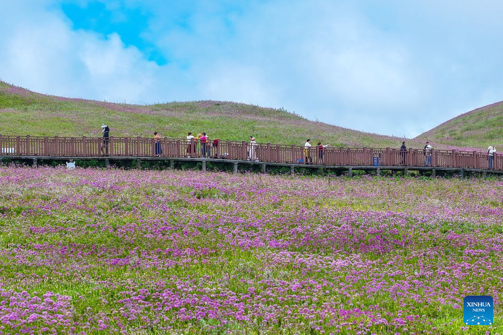 View of flower field at scenic area in Bijie, China's Guizhou