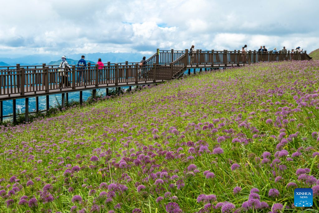 View of flower field at scenic area in Bijie, China's Guizhou