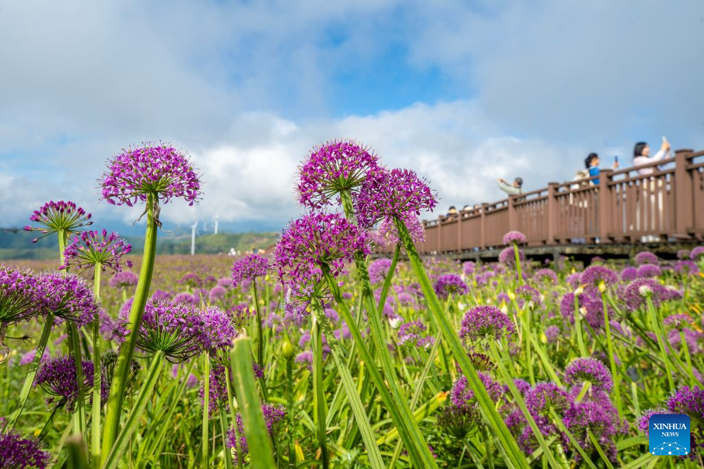 View of flower field at scenic area in Bijie, China's Guizhou