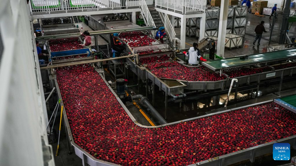 Early-ripening apples in China's Guizhou enter harvest season
