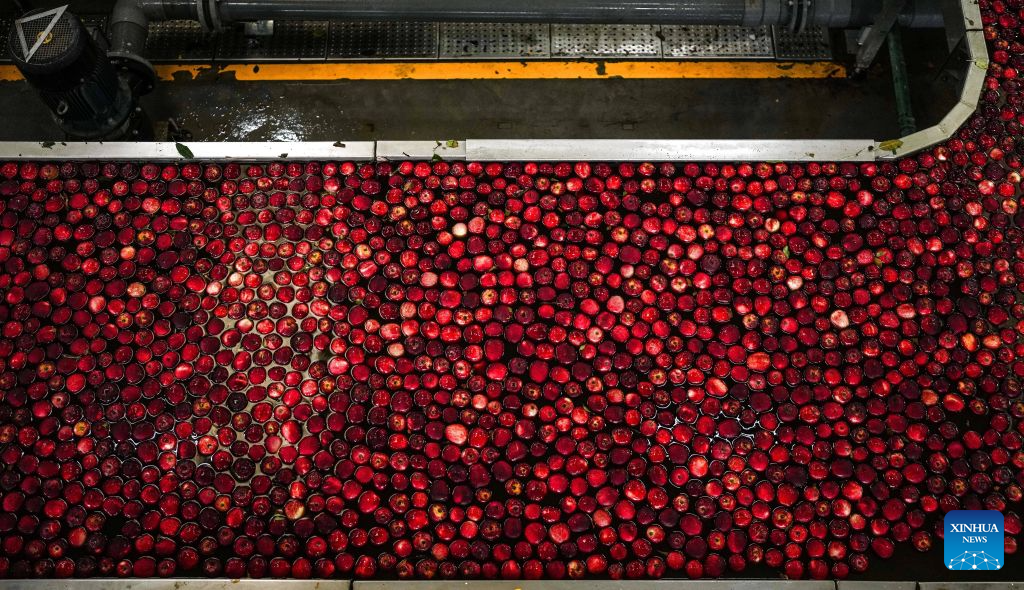 Early-ripening apples in China's Guizhou enter harvest season