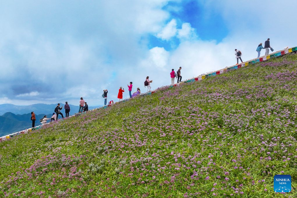 View of flower field at scenic area in Bijie, China's Guizhou