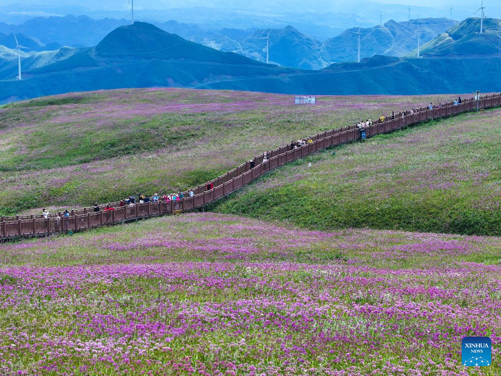 View of flower field at scenic area in Bijie, China's Guizhou