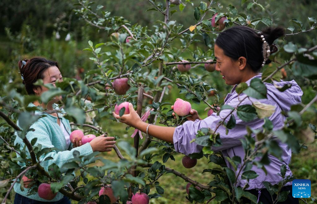 Early-ripening apples in China's Guizhou enter harvest season