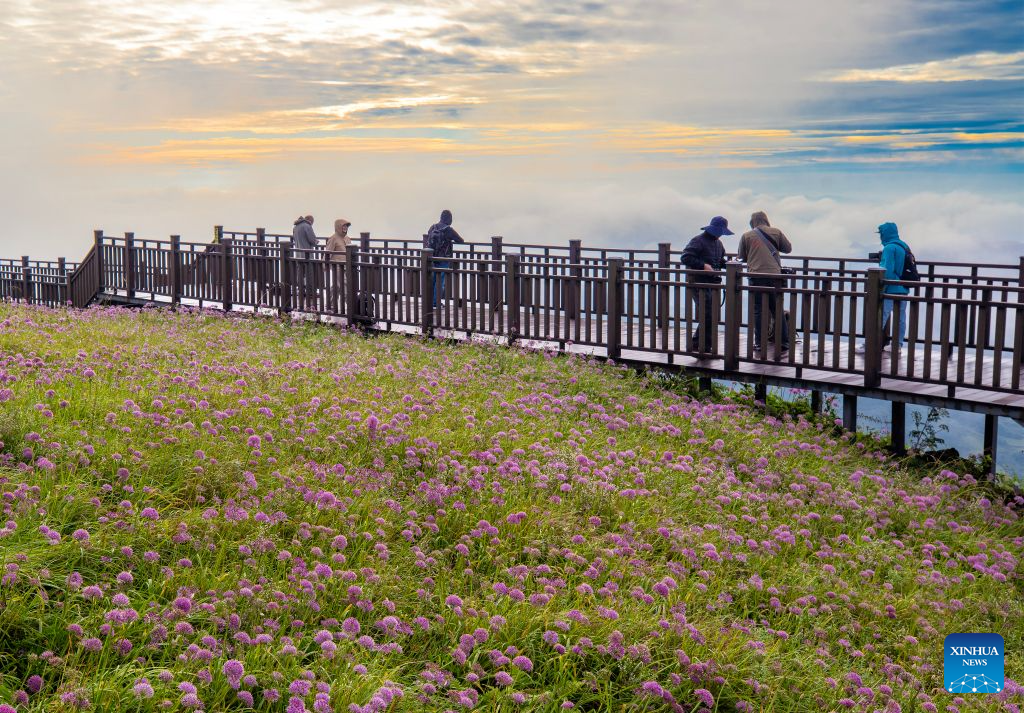 View of flower field at scenic area in Bijie, China's Guizhou