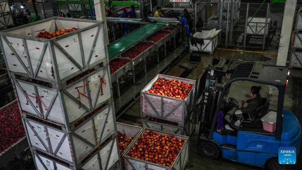 Early-ripening apples in China's Guizhou enter harvest season