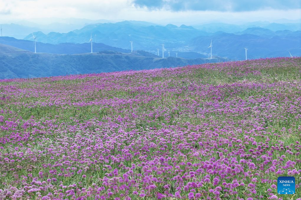 View of flower field at scenic area in Bijie, China's Guizhou