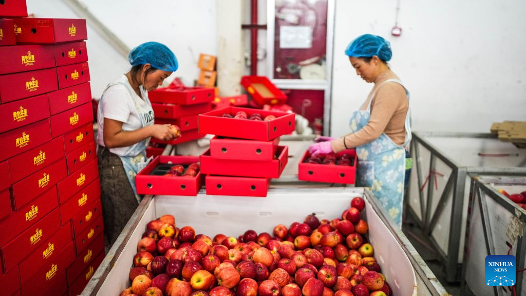 Early-ripening apples in China's Guizhou enter harvest season