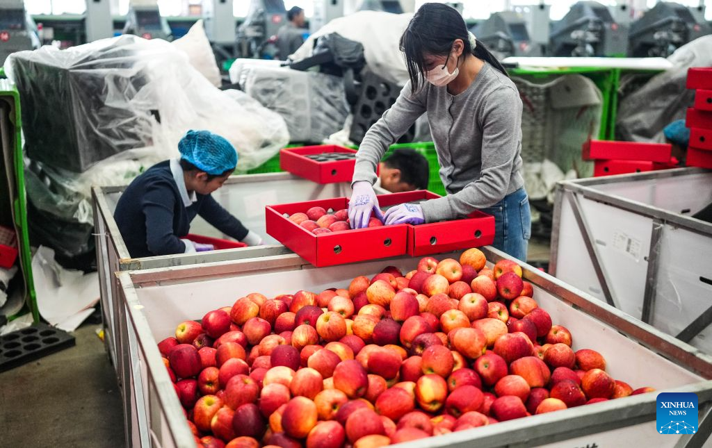 Early-ripening apples in China's Guizhou enter harvest season
