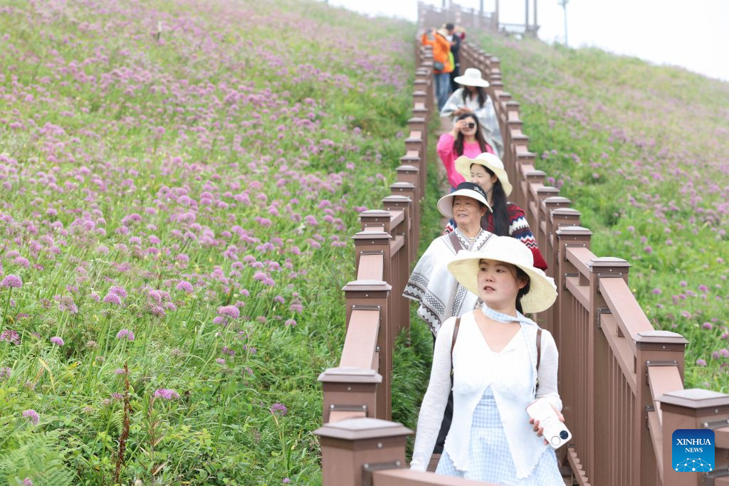 View of flower field at scenic area in Bijie, China's Guizhou