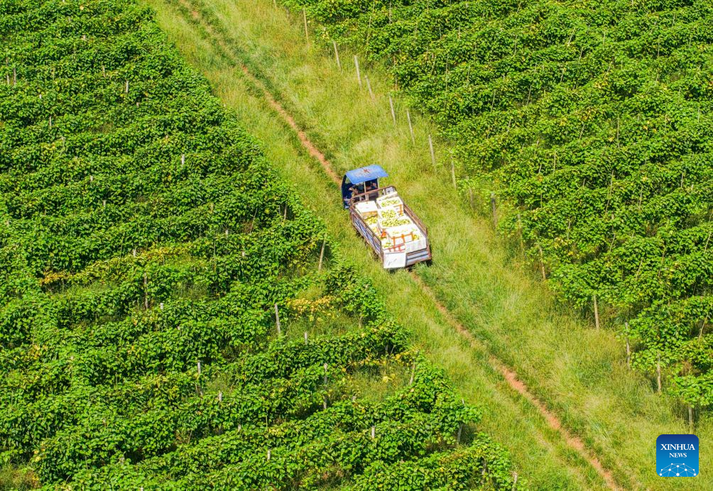 Farmers busy with farm work around White Dew