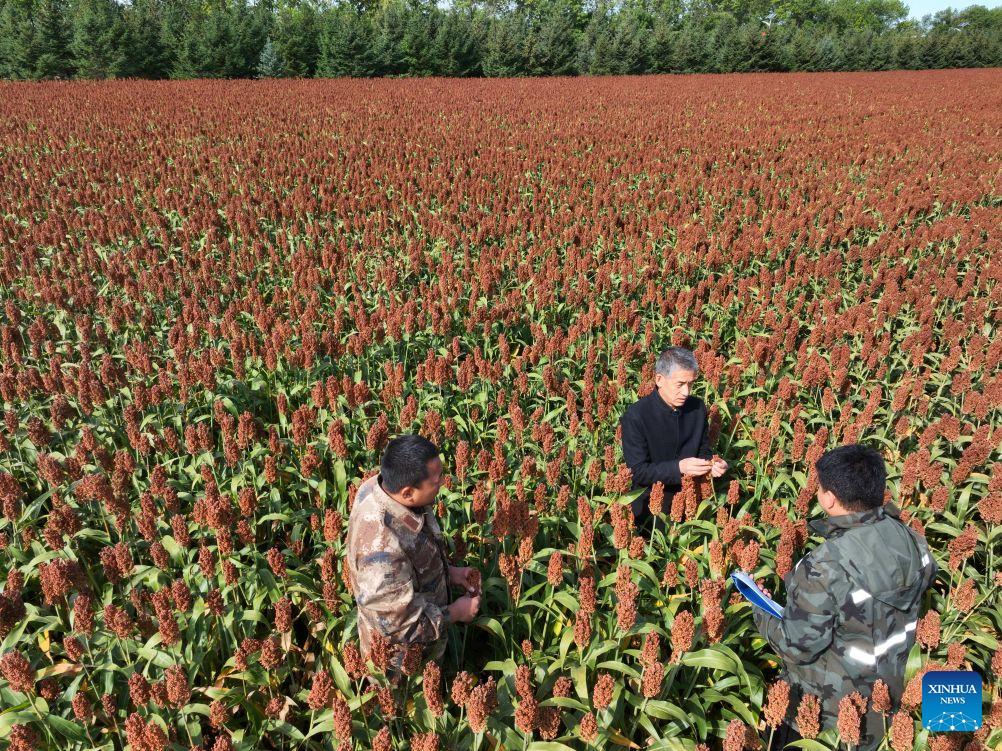 Farmers busy with farm work around White Dew