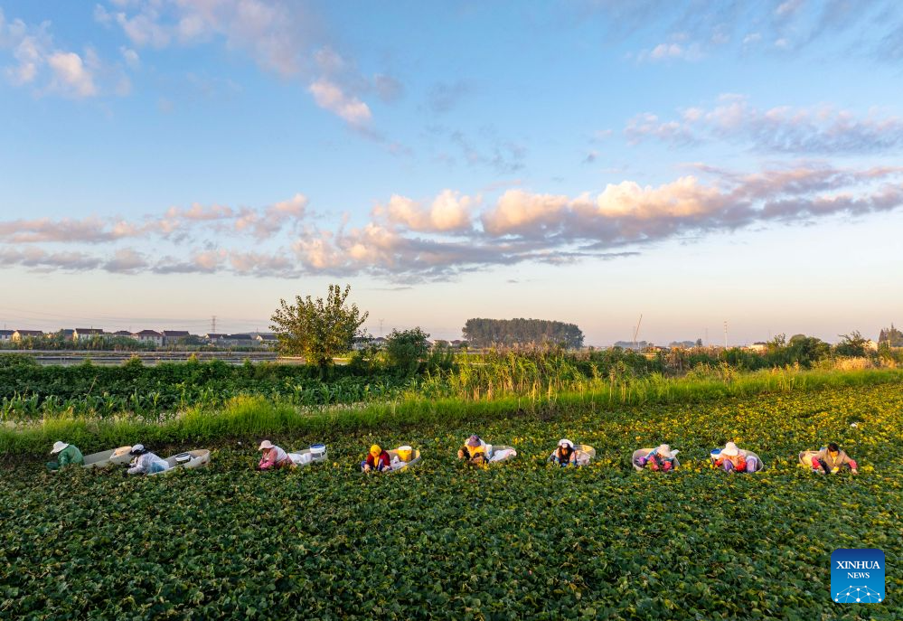 Farmers busy with farm work around White Dew