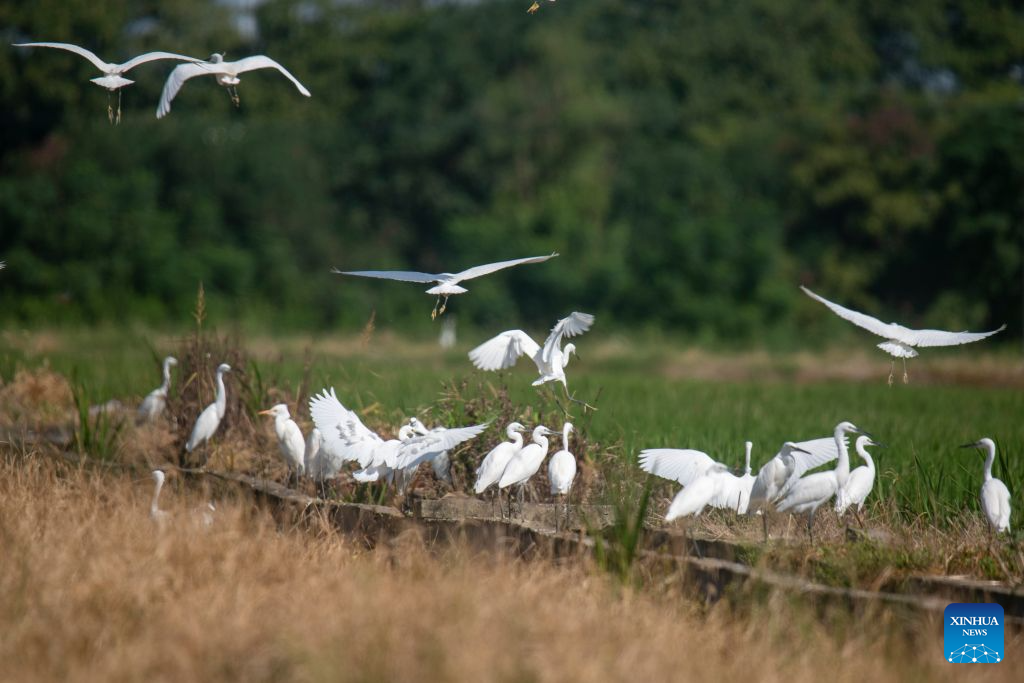 Farmers busy with farm work around White Dew